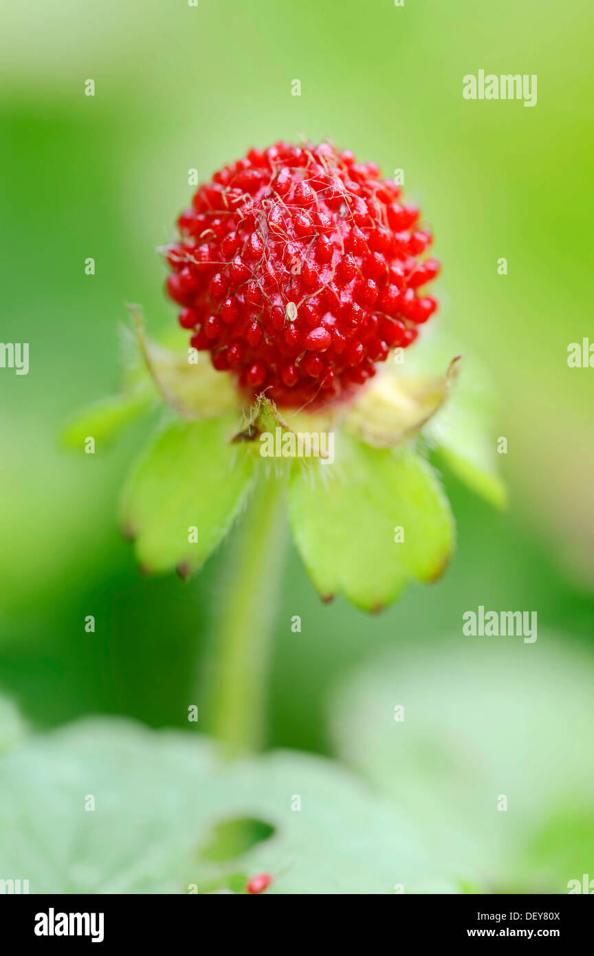 Mock Strawberry, Gurbir, Indian Strawberry or False Strawberry (Duchesnea indica, Potentilla indica), fruit, occurrence in Asia Stock Photo