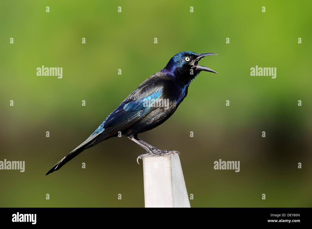 Common Grackle (Quiscalus quiscula), male singing, Everglades National Park, Florida, United States Stock Photo