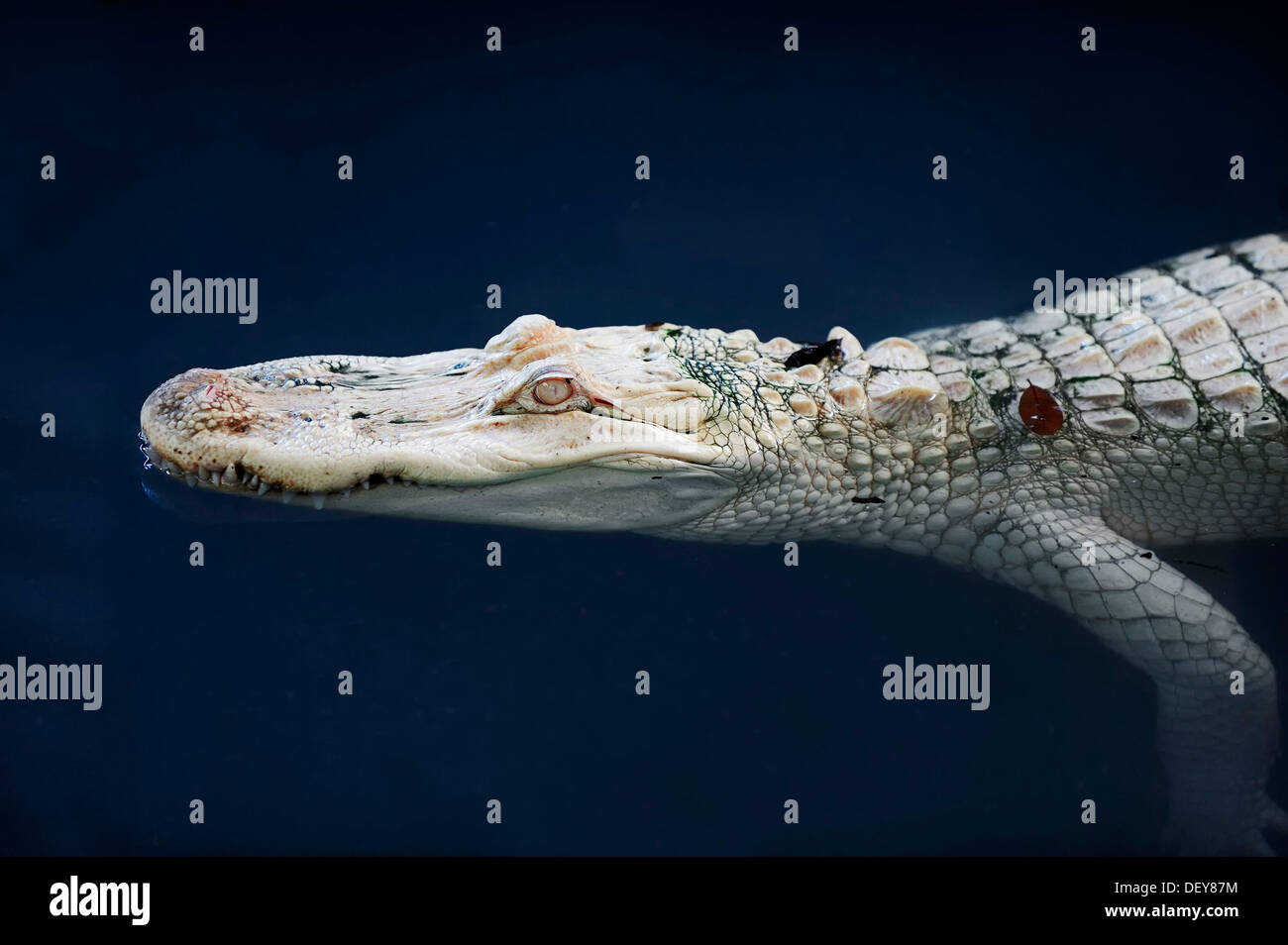 American Alligator (Alligator mississippiensis), albino, captive, Everglades National Park, Florida, United States Stock Photo