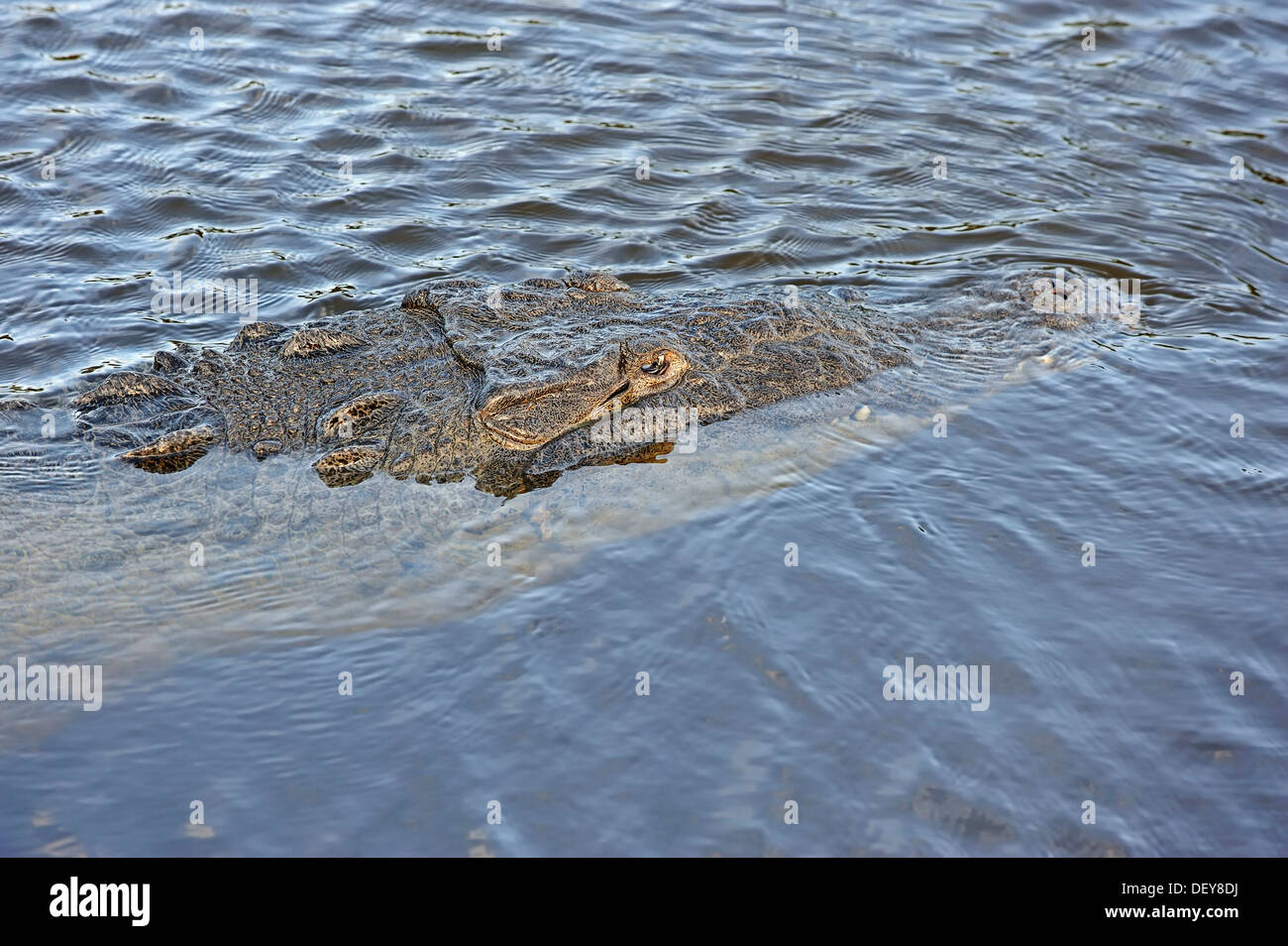 American Crocodile (Crocodylus acutus) in the water, Everglades National Park, Florida, United States Stock Photo