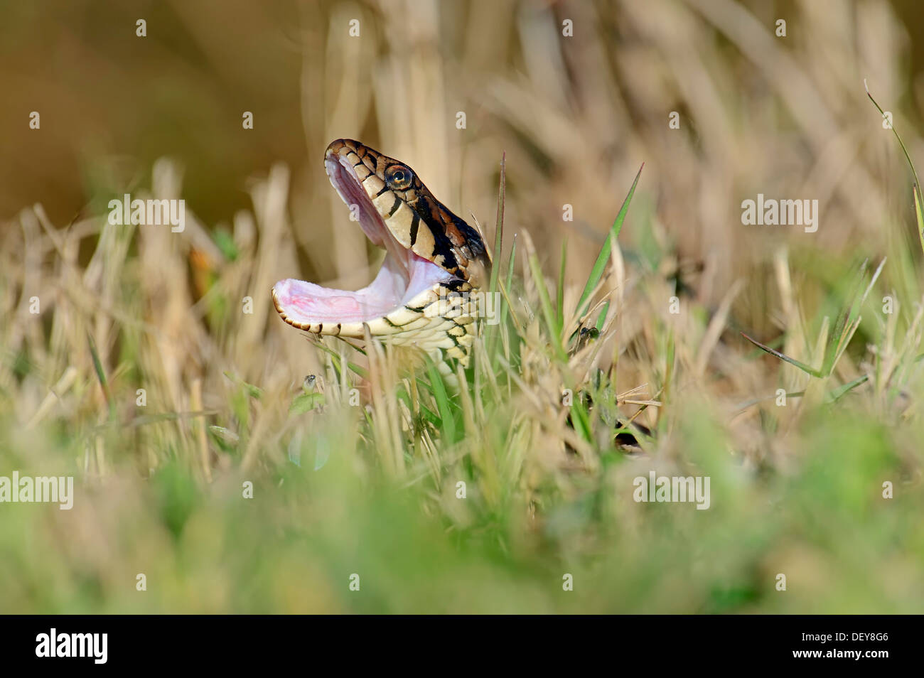 Florida Banded Water Snake (Nerodia fasciata pictiventris) with its mouth open, Florida, United States Stock Photo