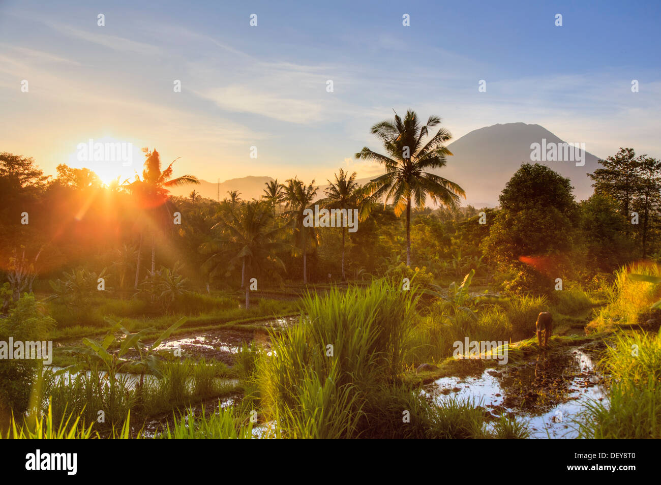 Indonesia, Bali, East Bali, Amlapura, Rice Fields and Gunung Agung Volcano Stock Photo