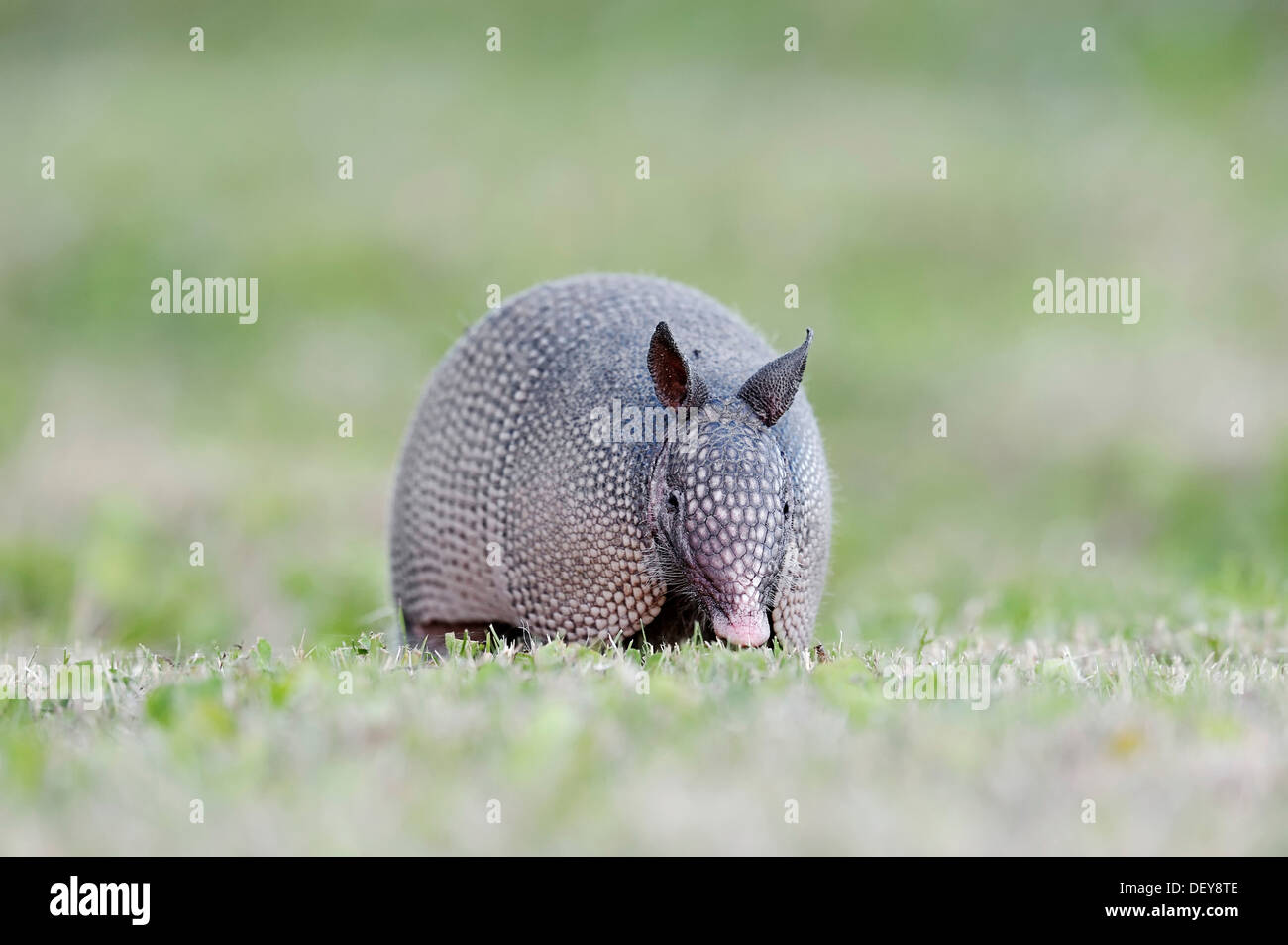 Ninebanded Armadillo (Dasypus novemcinctus), Florida, United States