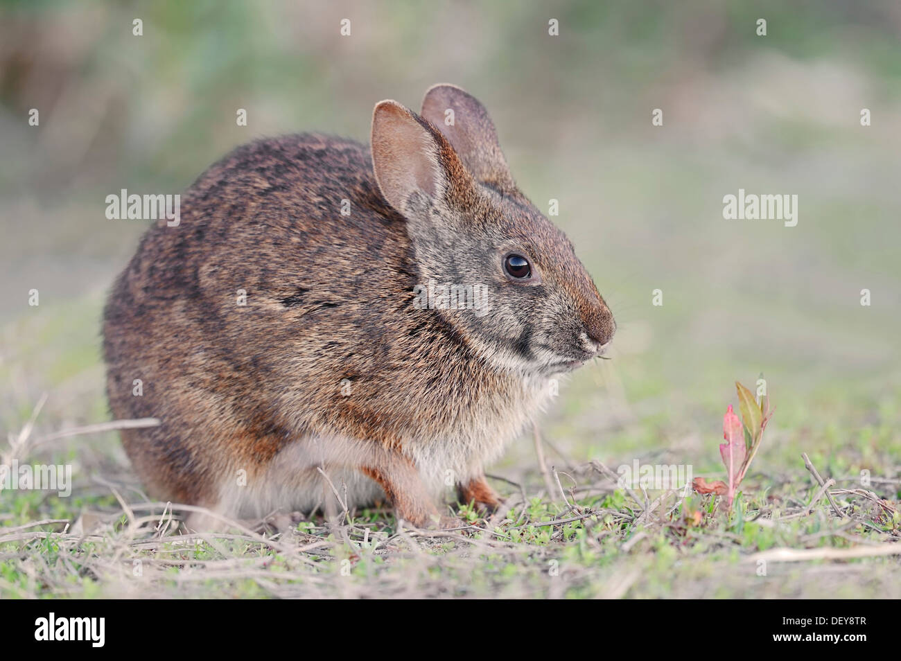 Marsh Rabbit (Sylvilagus palustris paludicola), Myakka River State Park