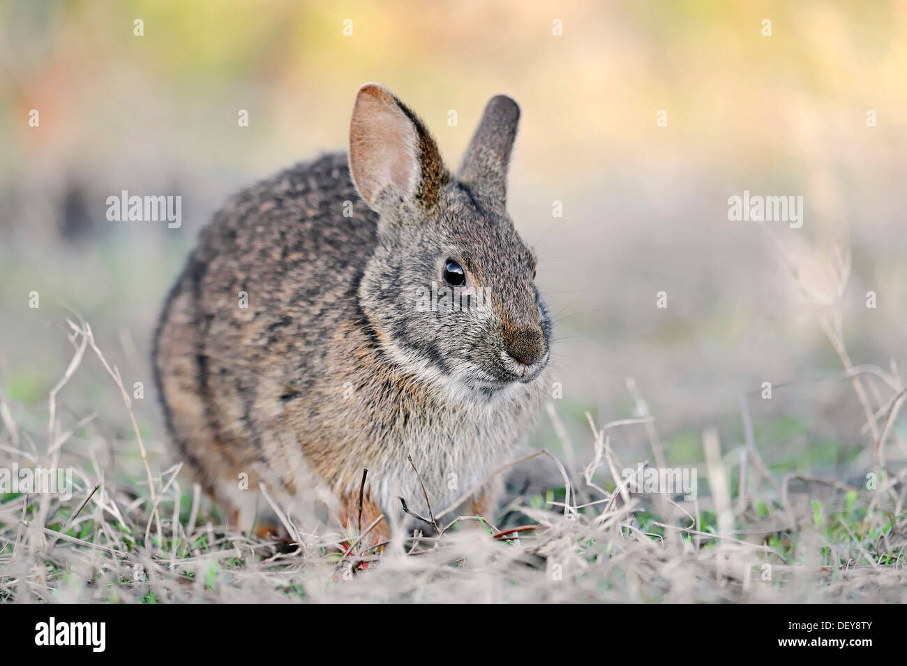 Marsh Rabbit (Sylvilagus palustris paludicola), Myakka River State Park