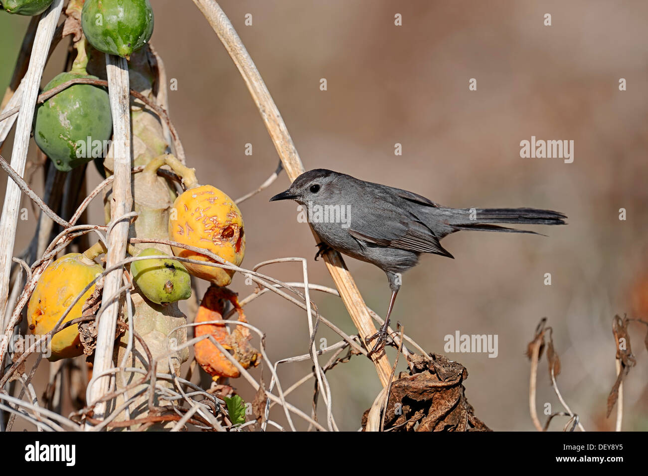 Gray Catbird (Dumetella carolinensis) on a Papaya or Pawpaw Tree (Carica papaya), Everglades National Park, Florida Stock Photo