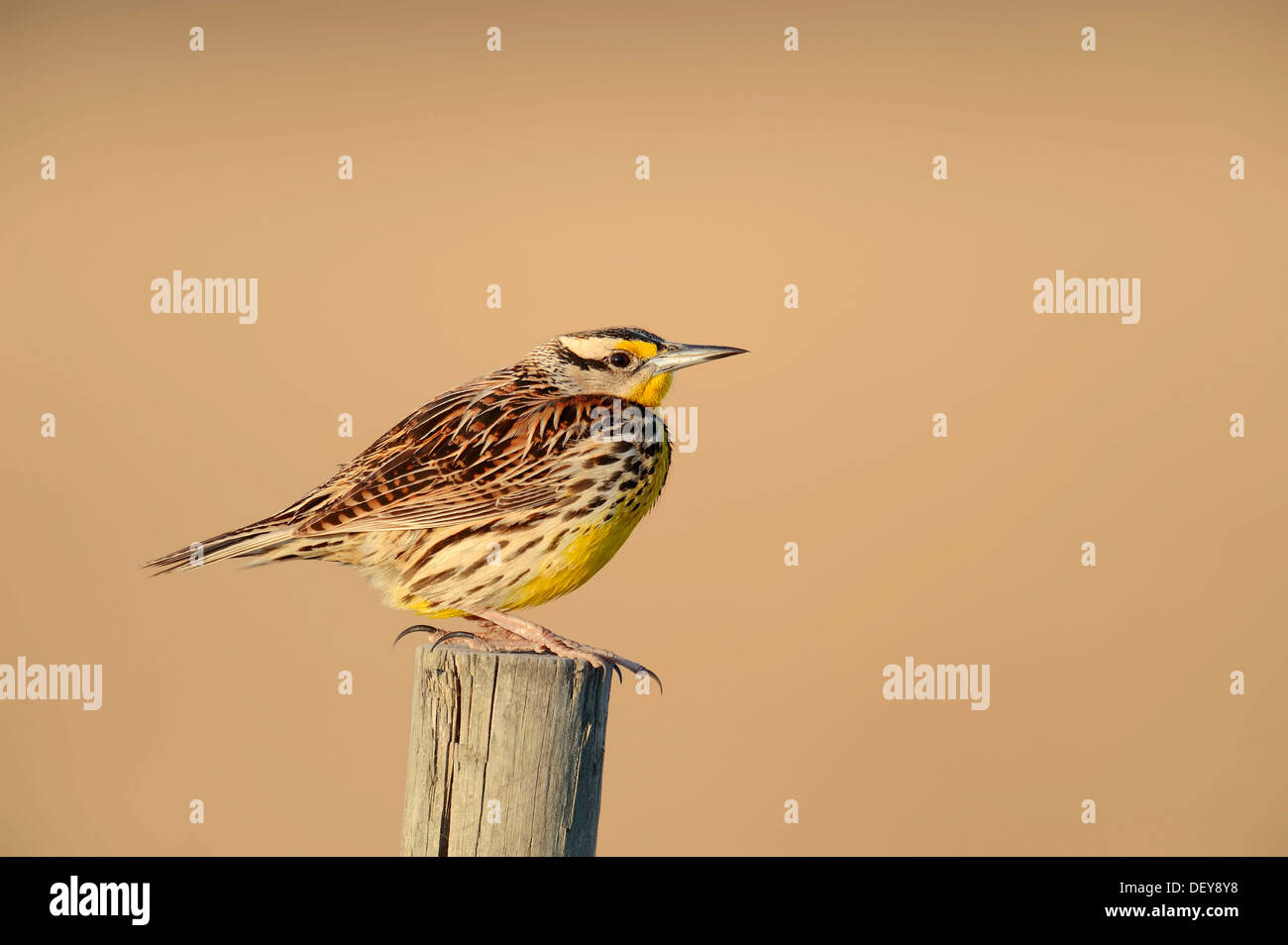 Eastern Meadowlark (Sturnella magna) perched on a fence post, Florida, United States Stock Photo