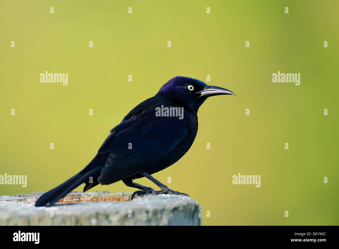 Common Grackle (Quiscalus quiscula), male, Everglades National Park, Florida, United States Stock Photo