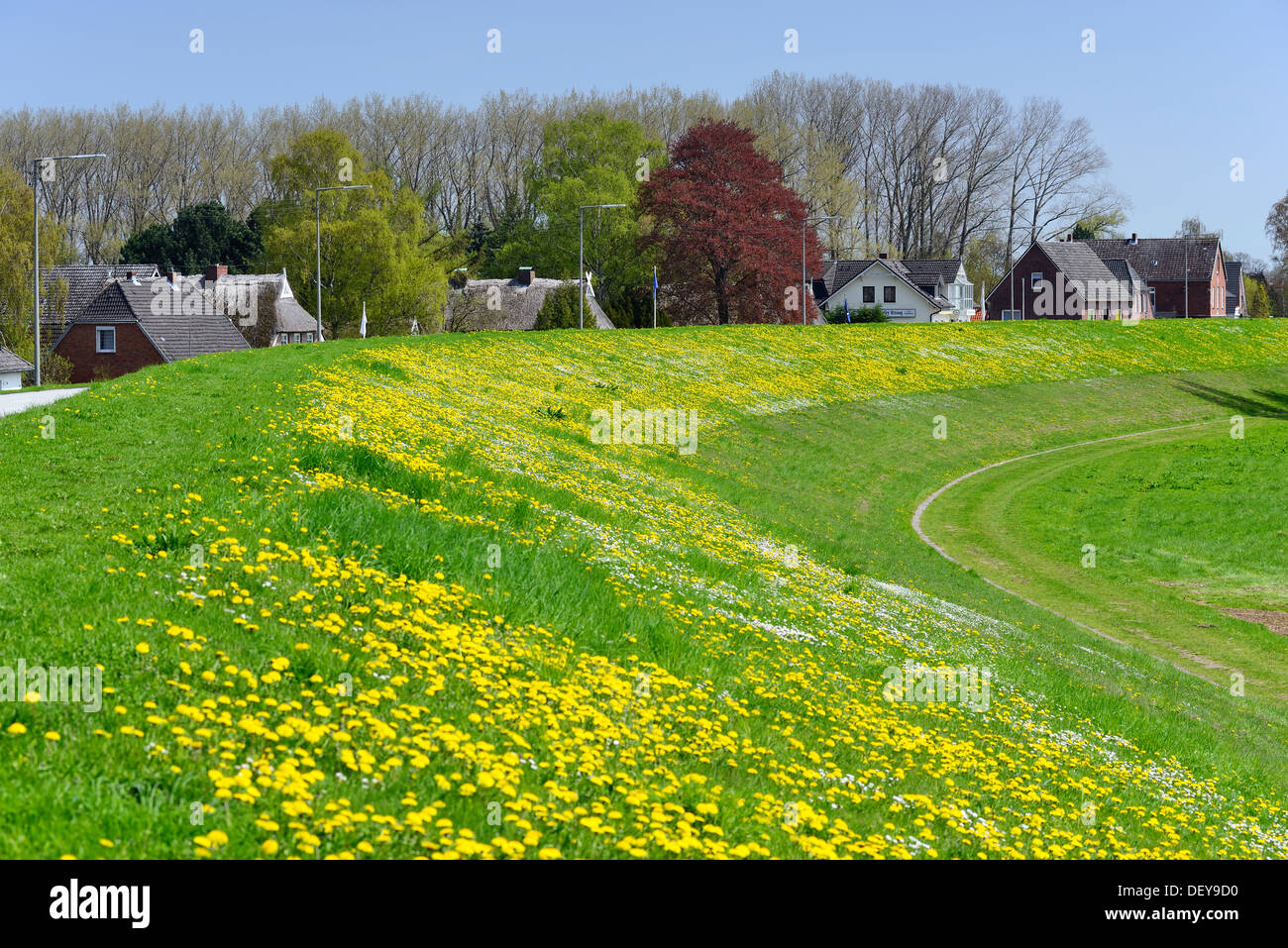 Elbdeich with spring flowers in Kirchwerder, 4 and marshy land, Hamburg, Germany, Europe, Elbdeich mit Frühlingsblumen in Kirchw Stock Photo