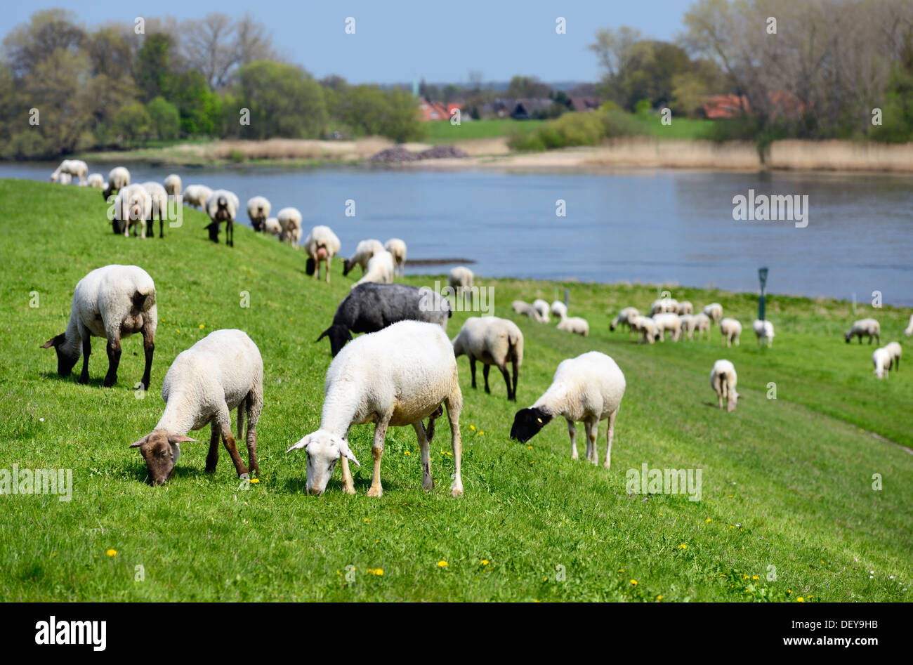 Grazing sheep in the Elbdeich in the 4 and march landing, Hamburg, Germany, Europe, Weidende Schafe am Elbdeich in den Vier- und Stock Photo
