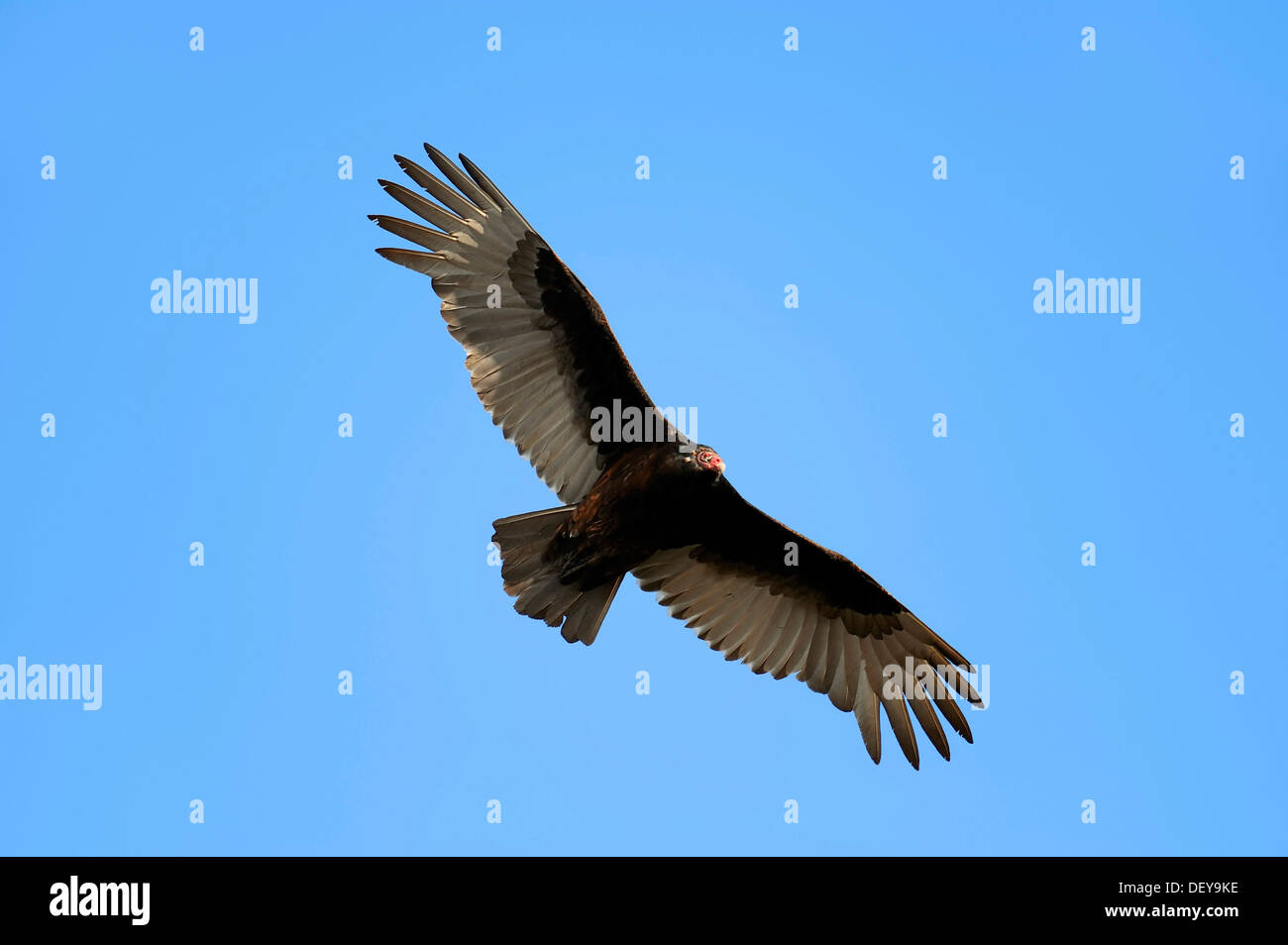 Turkey Vulture or Turkey Buzzard (Cathartes aura) in flight, Everglades
