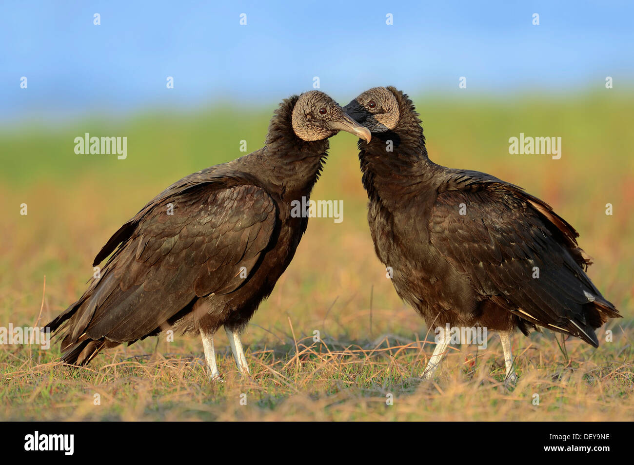 Black Vultures (Coragyps atratus), pair, Florida, United States Stock