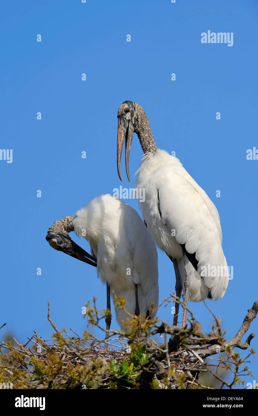 Preening nest hi-res stock photography and images - Alamy