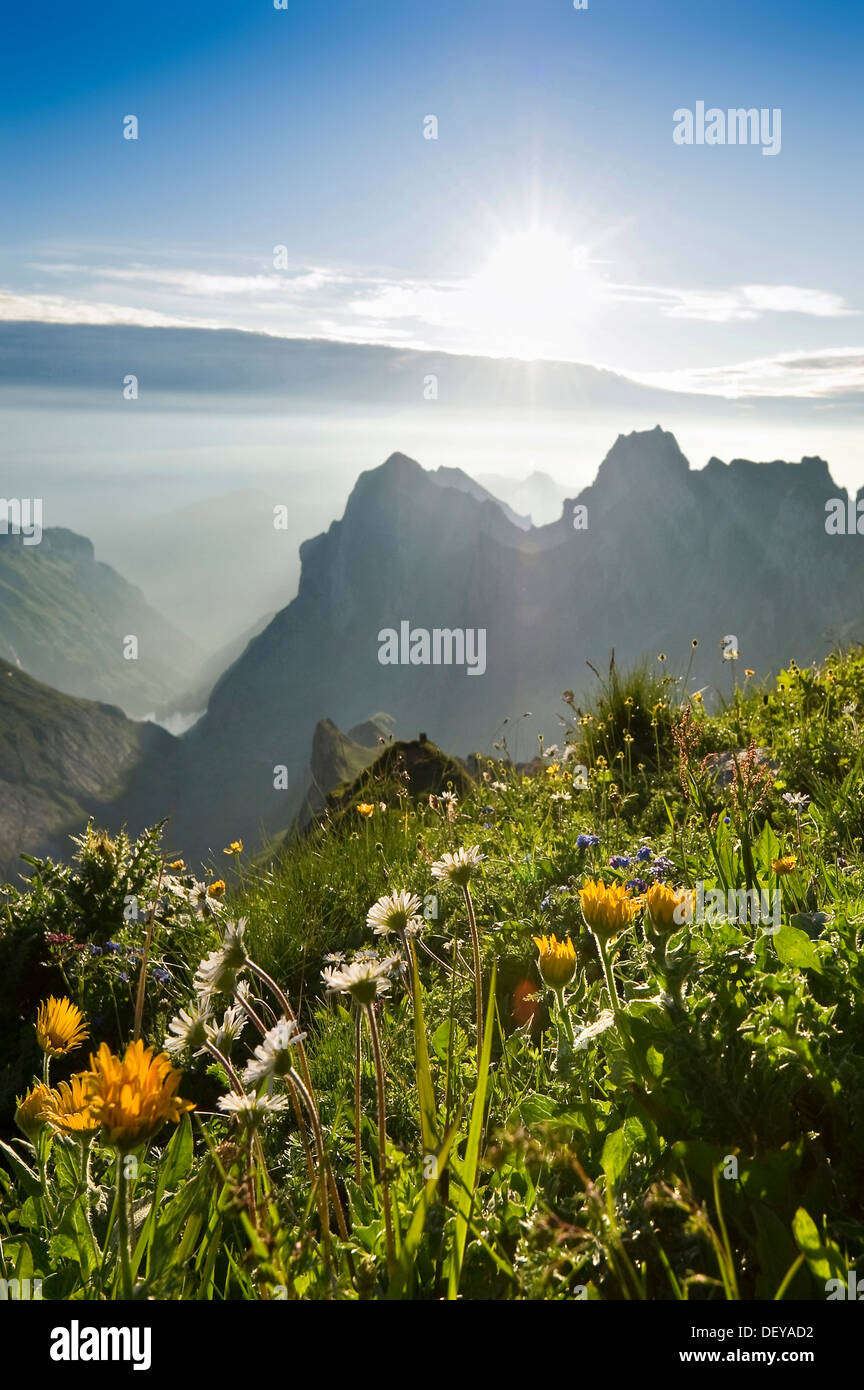 Flower meadow at sunrise, Rotsteinpass, Alpstein massif, Mt Saentis, Appenzell region, Switzerland, Europe Stock Photo