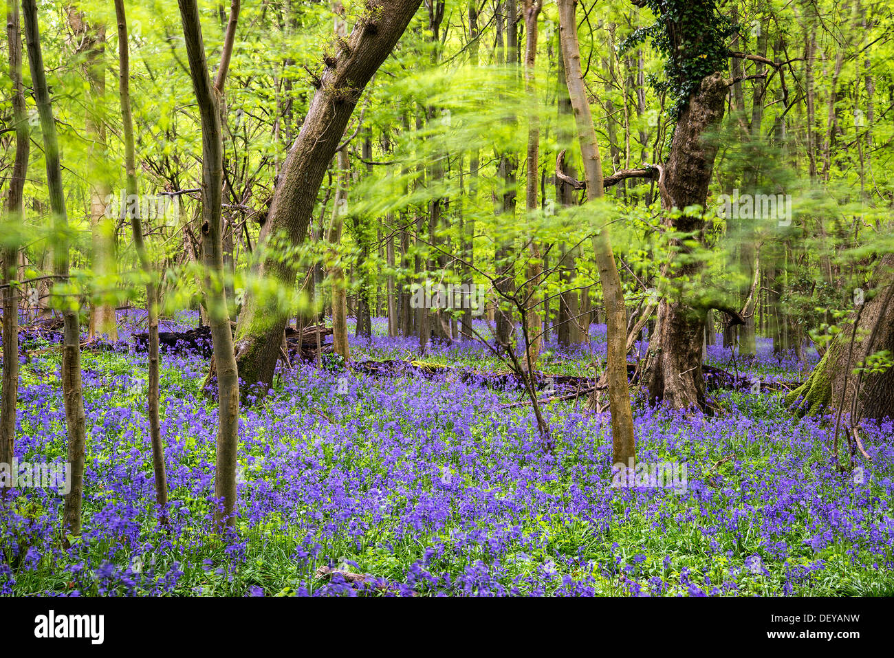 Beautiful carpet of bluebell flowers in Spring forest landscape Stock Photo