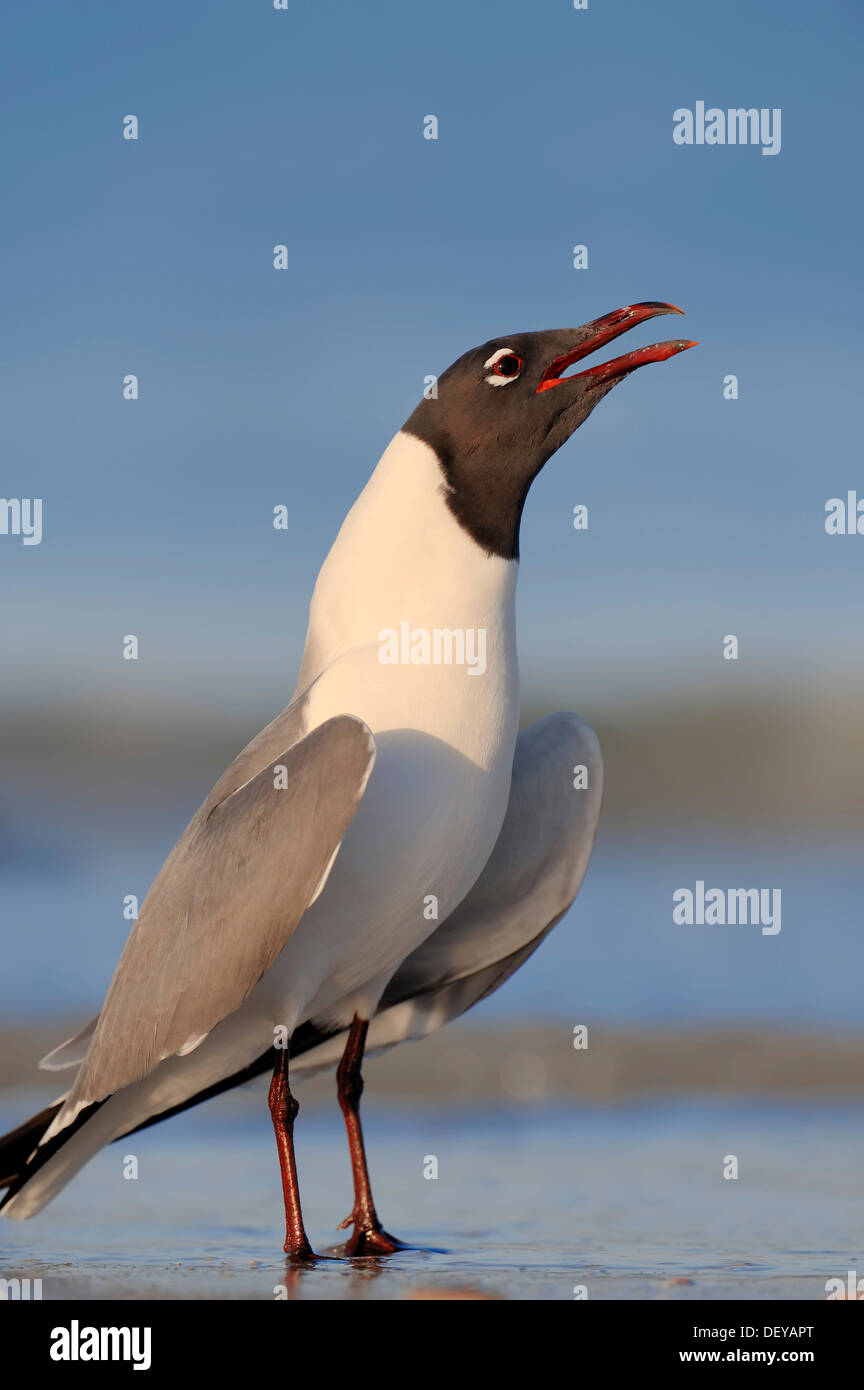 Laughing Gull (Larus atricilla) calling on the beach, Florida, United States Stock Photo