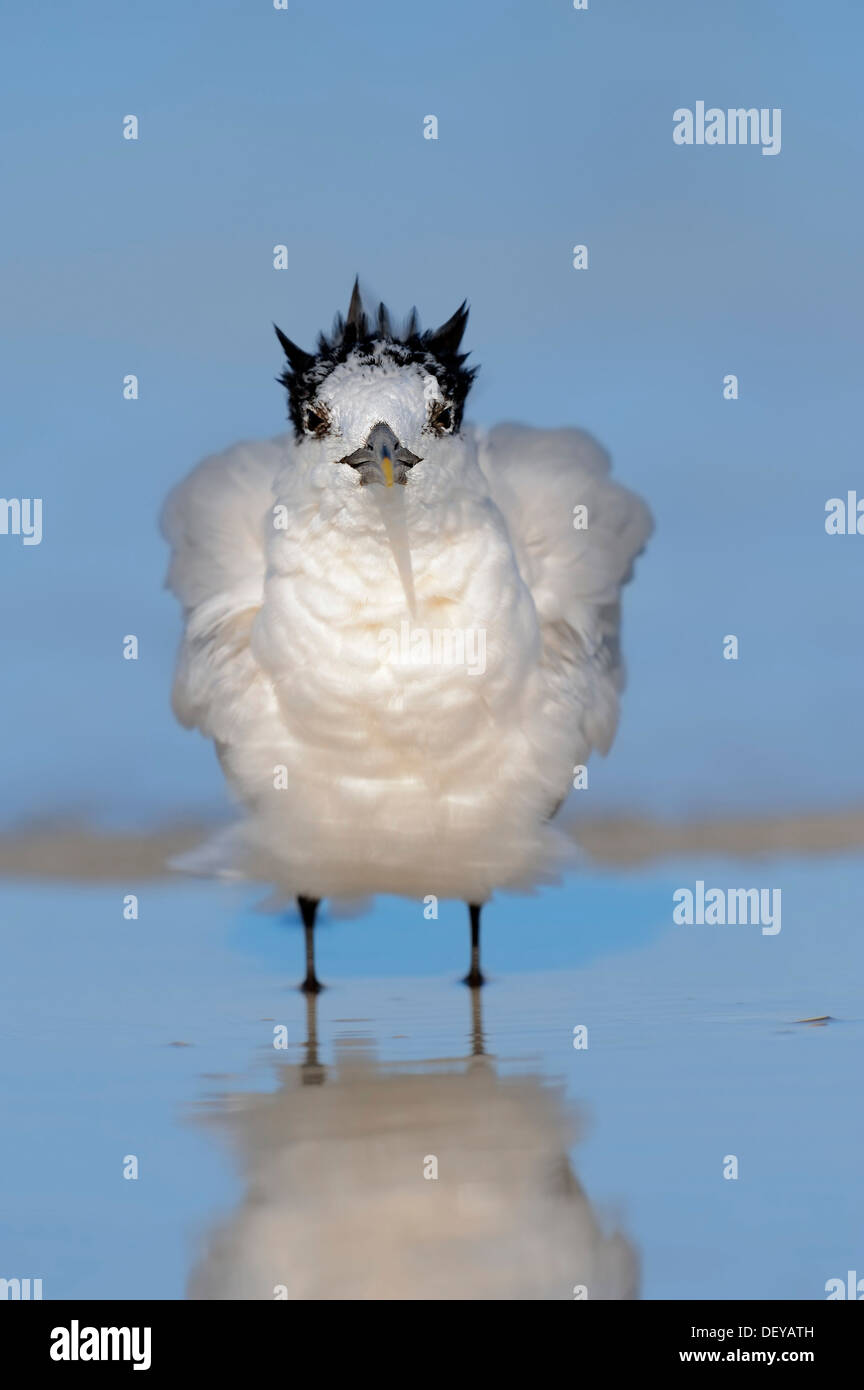 Sandwich Tern (Sterna sandvicensis, Thalasseus sandvicensis) in winter plumage, Sanibel Island, Florida, United States Stock Photo