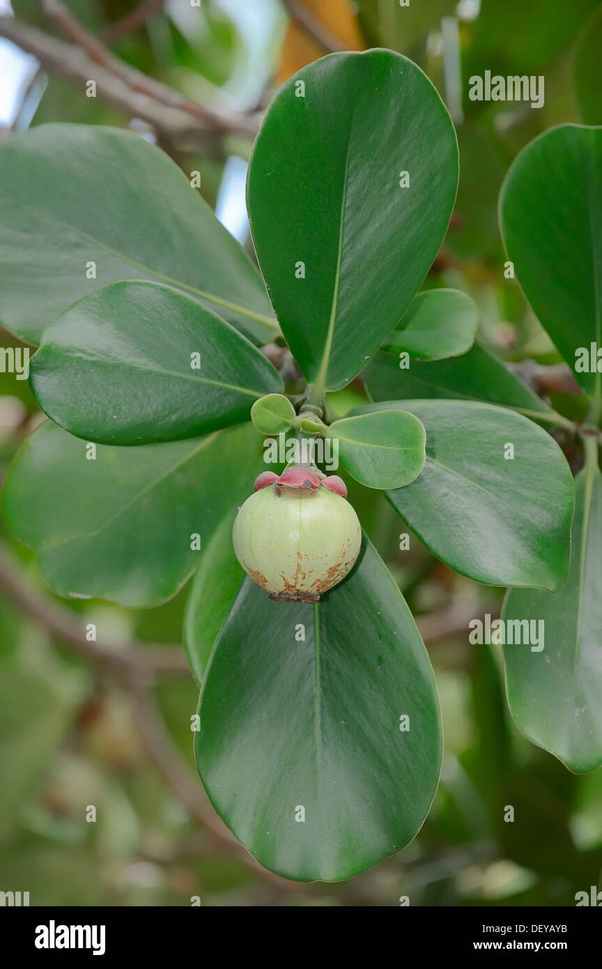 Autograph Tree, Copey, Balsam Apple or Pitch-apple (Clusia major, Clusia rosea), fruit and leaves on the tree, Florida Stock Photo