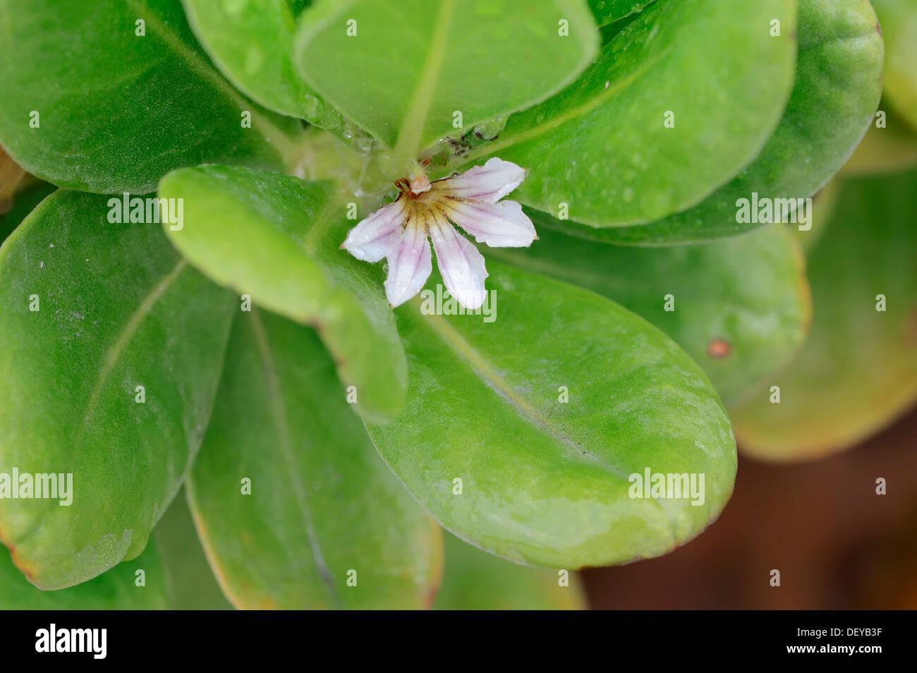 Fan-Flower, Beachberry or Inkberry (Scaevola plumieri), flower and leaves, Sanibel Island, Florida, United States Stock Photo