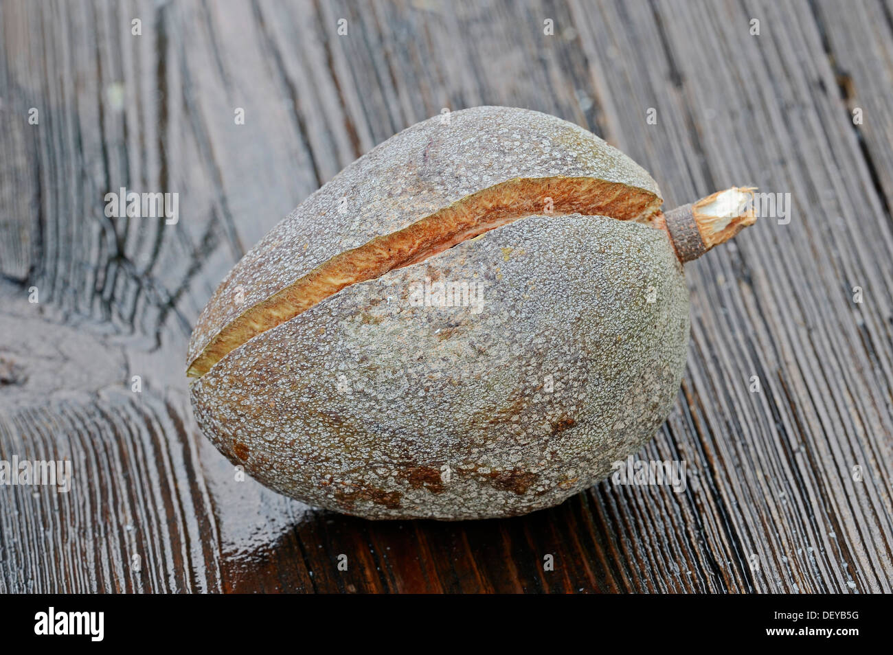 West Indian mahogany, Cuban Mahogany, Genuine Mahogany or Mahogany (Swietenia mahogany, Cedrela mahogani, Cedrus mahogany Stock Photo