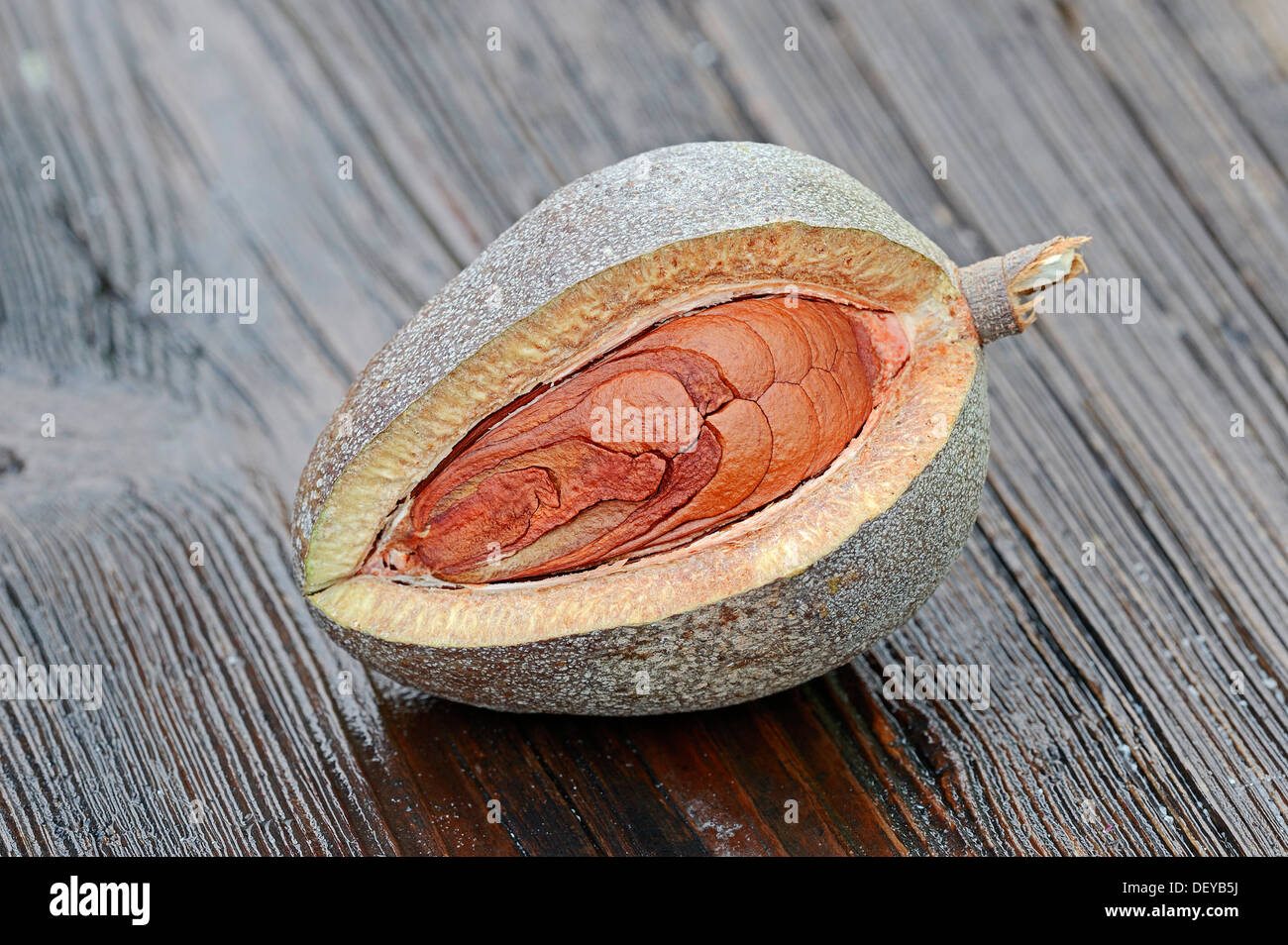 West Indian mahogany, Cuban Mahogany, Genuine Mahogany or Mahogany (Swietenia mahogany, Cedrela mahogani, Cedrus mahogany Stock Photo