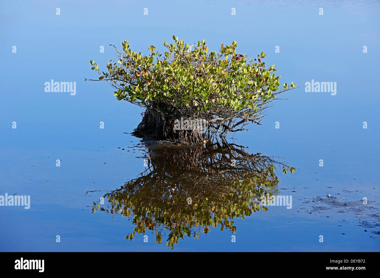 Red Mangrove (Rhizophora mangle), with reflections in the water, Merritt Island, Florida, United States Stock Photo