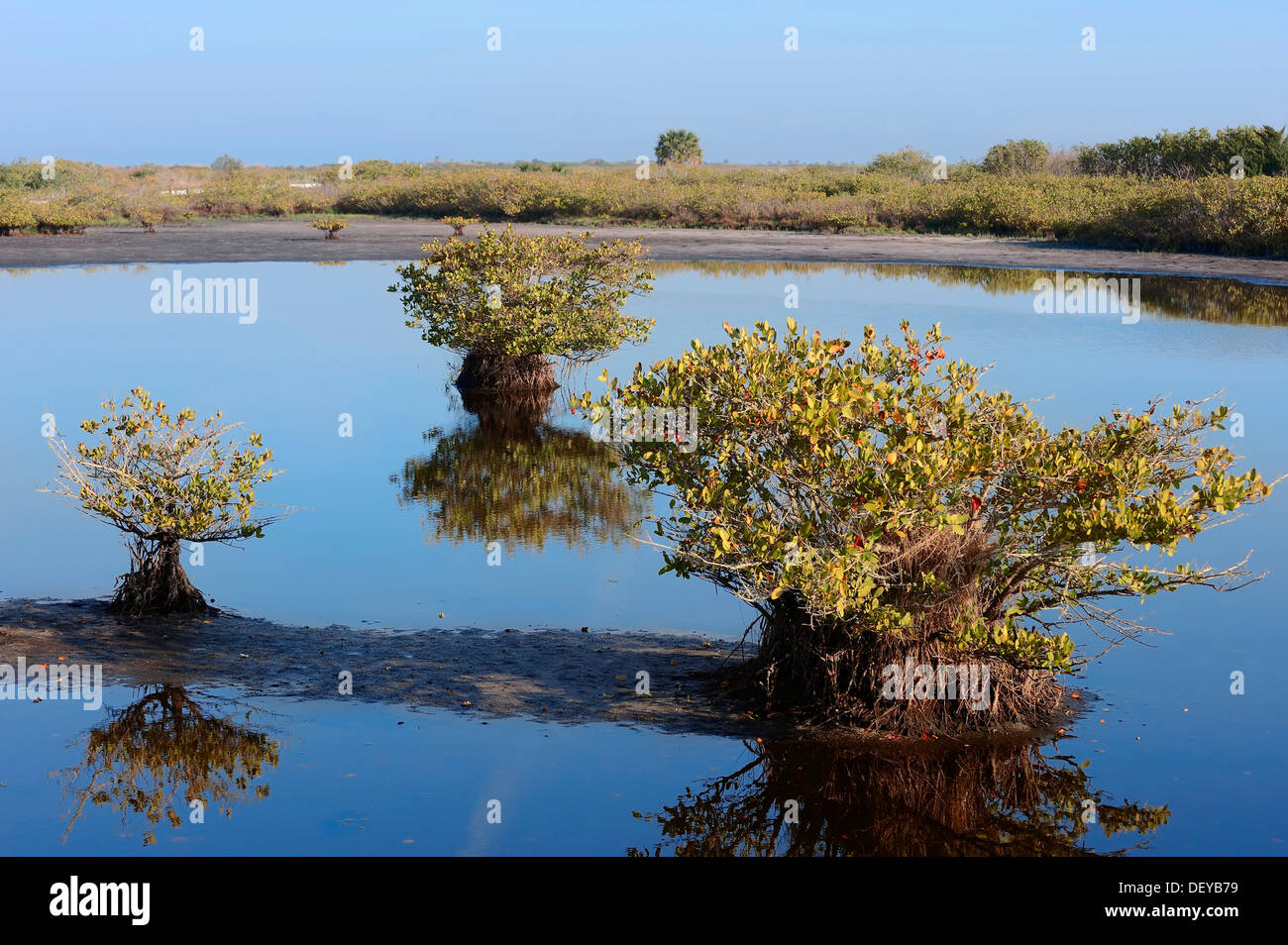 Red mangroves (Rhizophora mangle), Merritt Island, Florida, United States Stock Photo