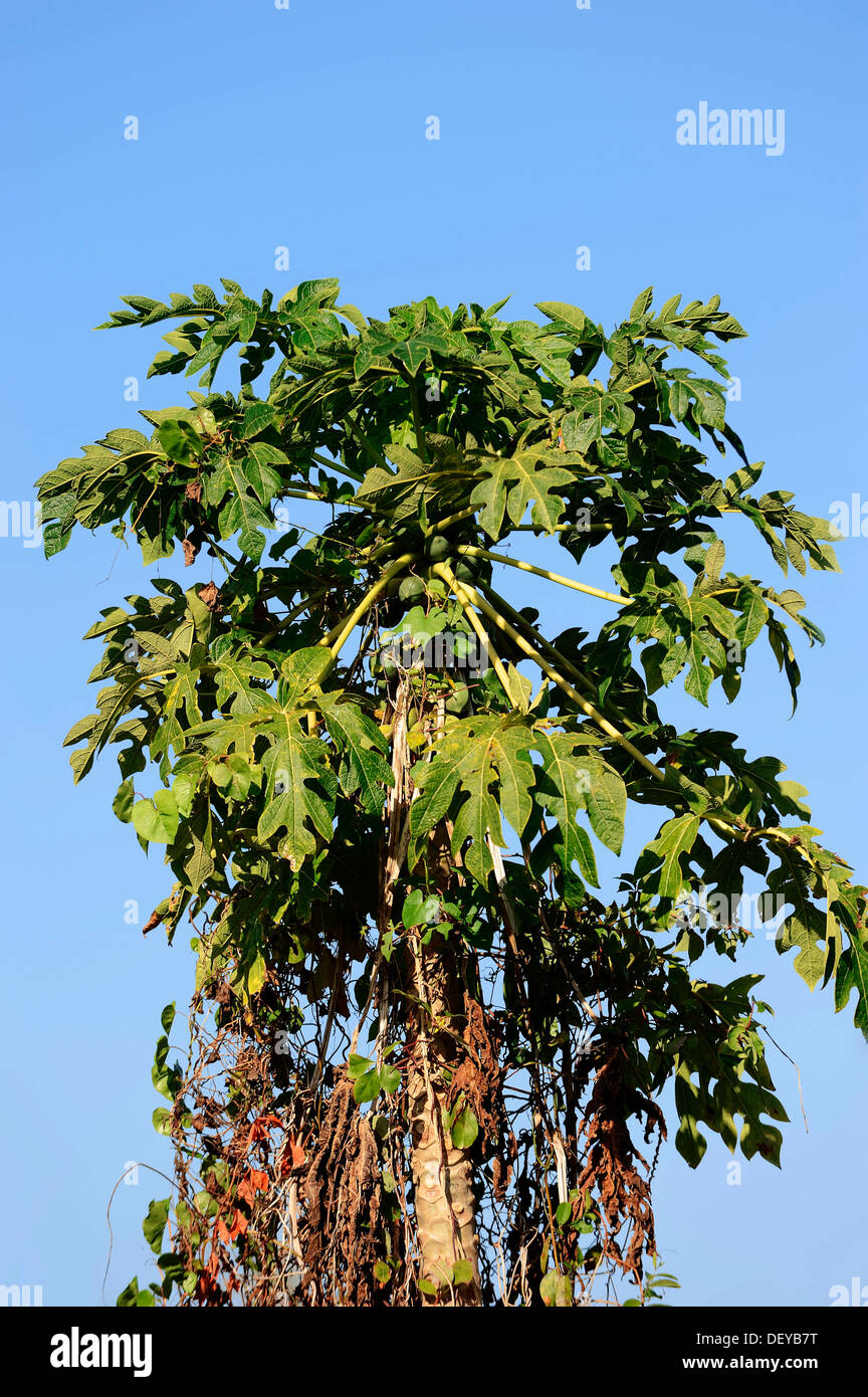 Papaya tree (Carica papaya), EvergladesNationalpark, Florida, United