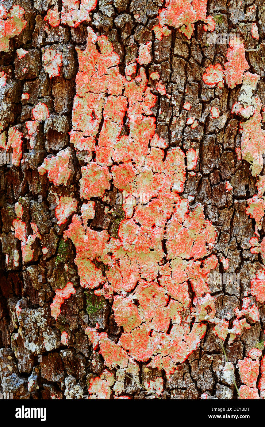 Lichen or Christmas wreath lichen (Cryptothecia rubrocincta) on tree trunk, Myakka River State ...