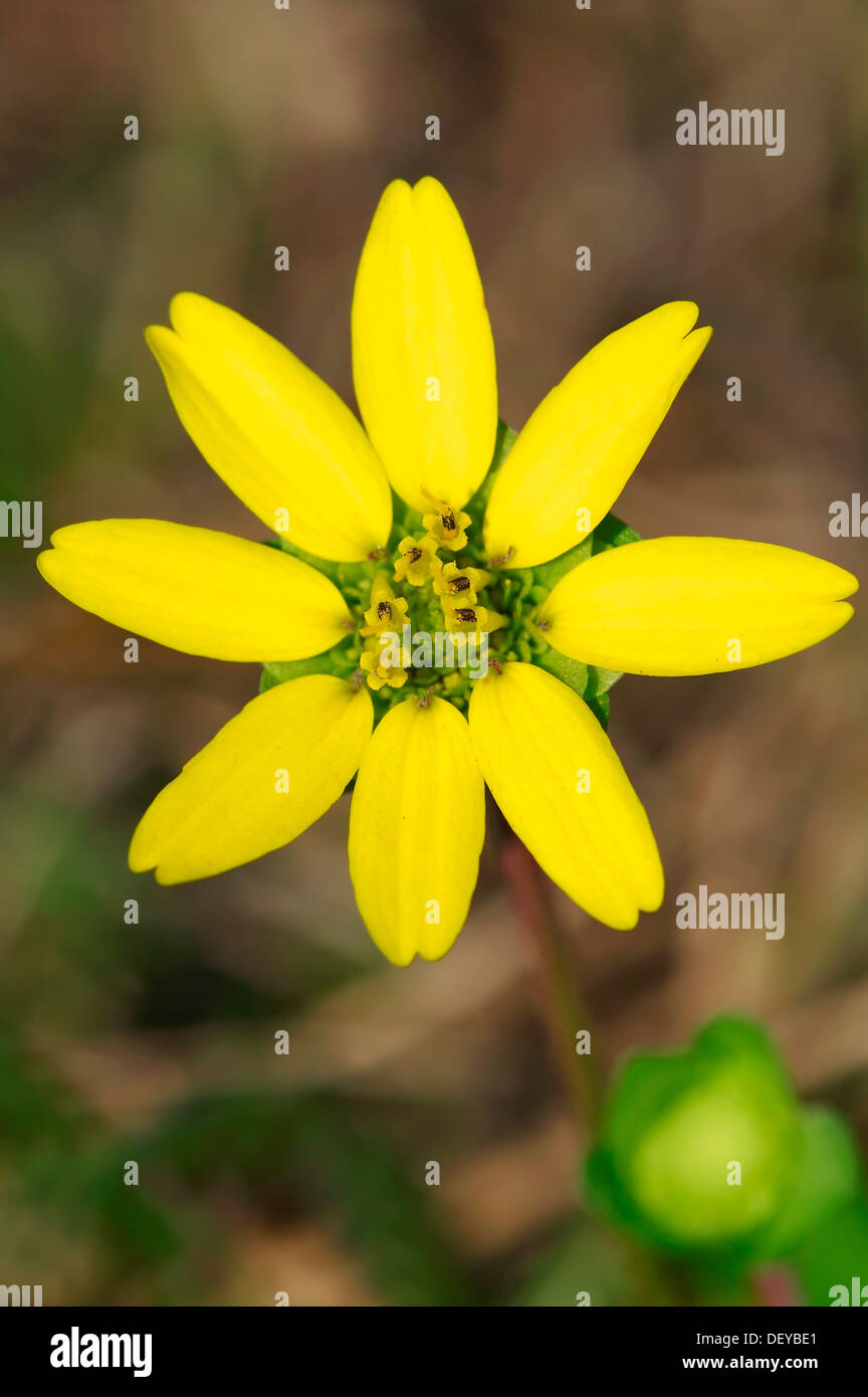 Florida Greeneyes (Berlandiera subacaulis), flowering, Merritt Island, Florida, United States Stock Photo