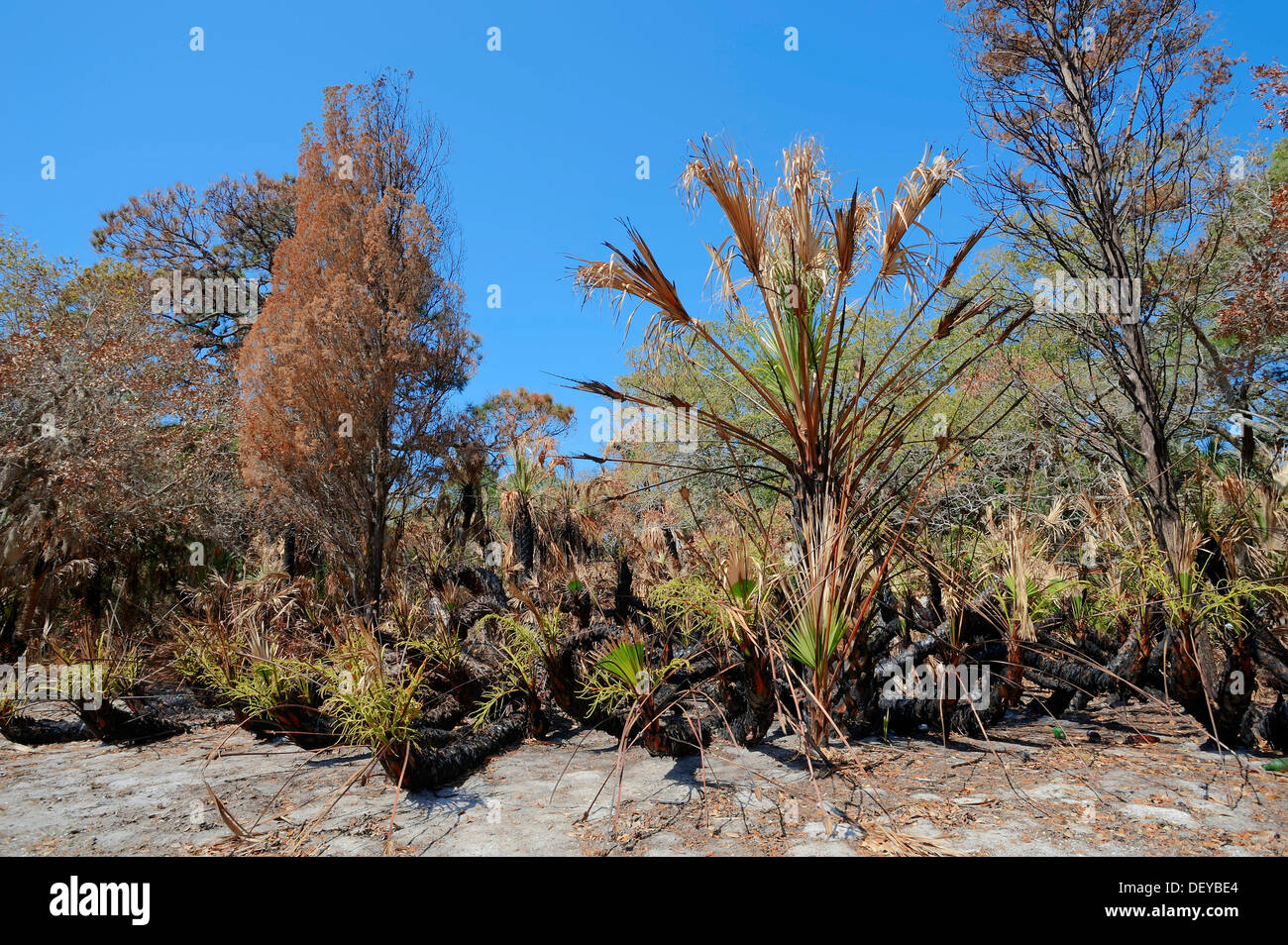 Saw Palmetto (Serenoa repens) and trees after a forest fire, Fort De Soto Park, Florida, United States Stock Photo