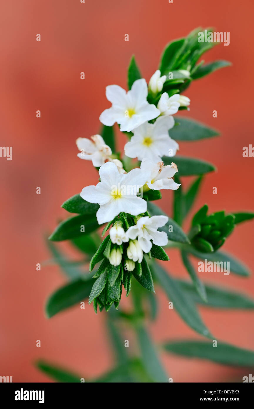 Pineland heliotrope hires stock photography and images Alamy