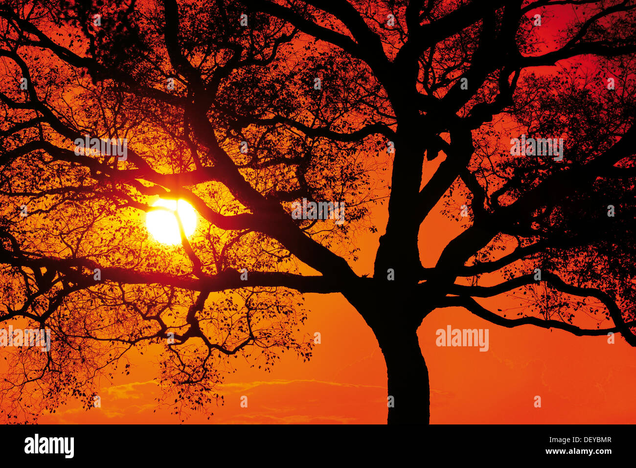 Brazil, Pantanal: Sundown with tree silhouette on the Transpantaneira Stock Photo