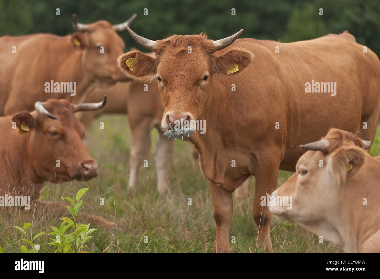 Glan Cattle, domestic cattle breed, herd, Wahner Heide nature reserve, North Rhine-Westphalia Stock Photo