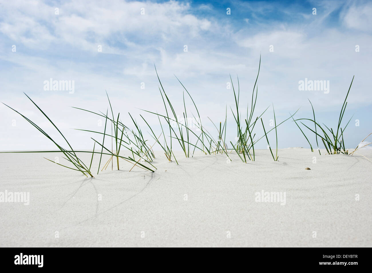 Marram Grass (Ammophila), Amrum, North Frisian Islands, Schleswig-Holstein Stock Photo