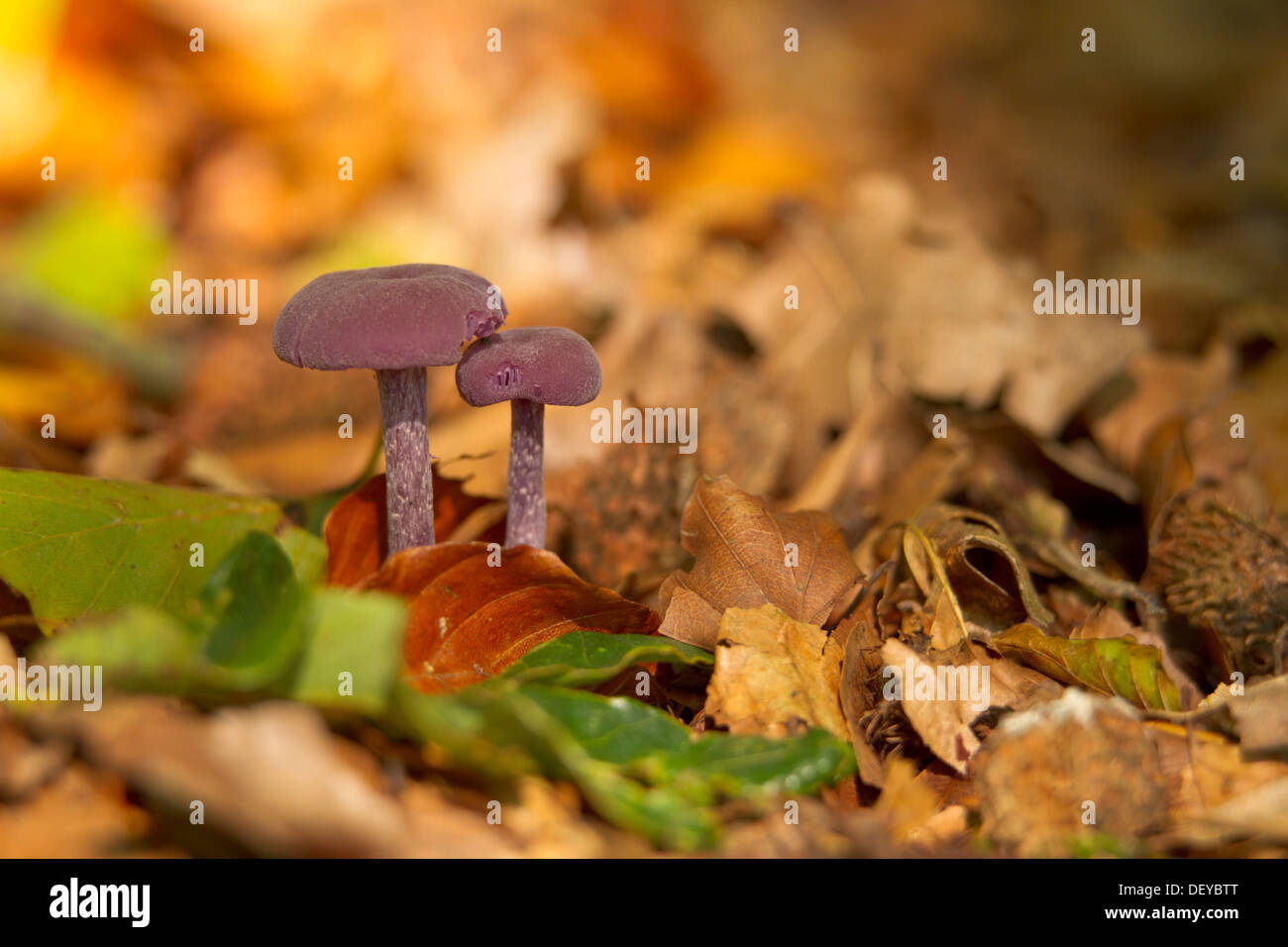 Amethyst Deceiver (Laccaria amethystea) growing on the forest floor, Bergisches Land, North Rhine-Westphalia Stock Photo