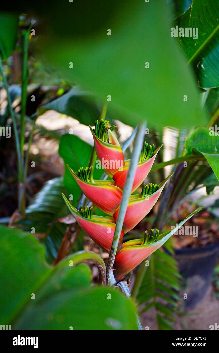 Flower, Roatan Bay Islands Caribbean Honduras Stock Photo Alamy