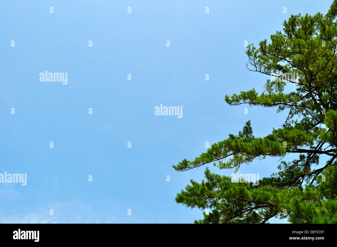 Tree and blue sky background Stock Photo - Alamy