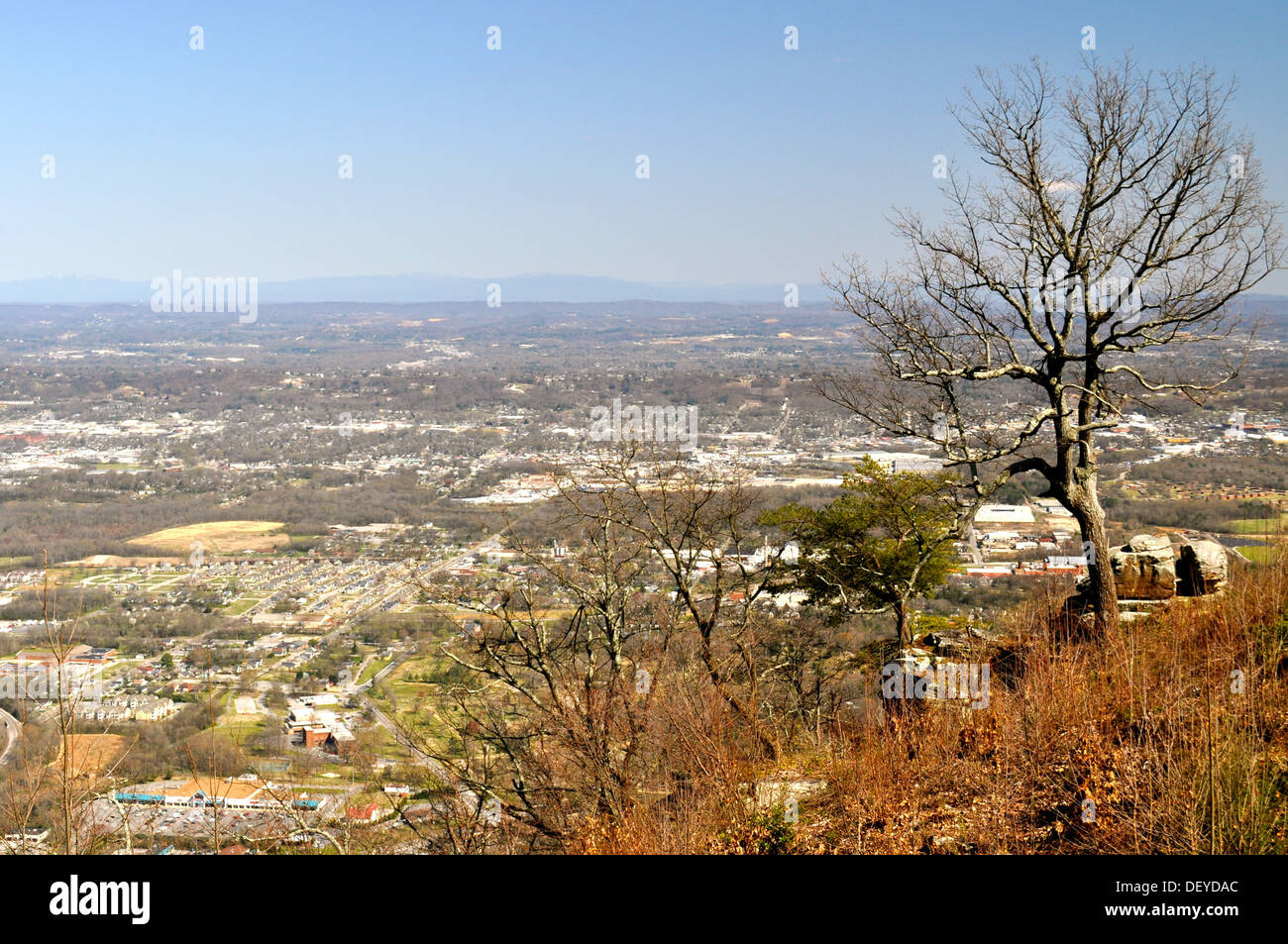 Tree on hill overlooks Chattanooga Stock Photo