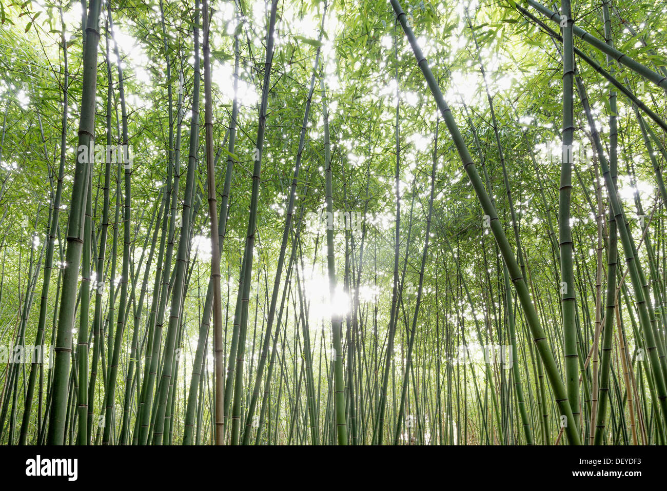 Bamboo grove, bamboo forest, near Freiburg im Breisgau, Black Forest, Baden-Wuerttemberg Stock Photo