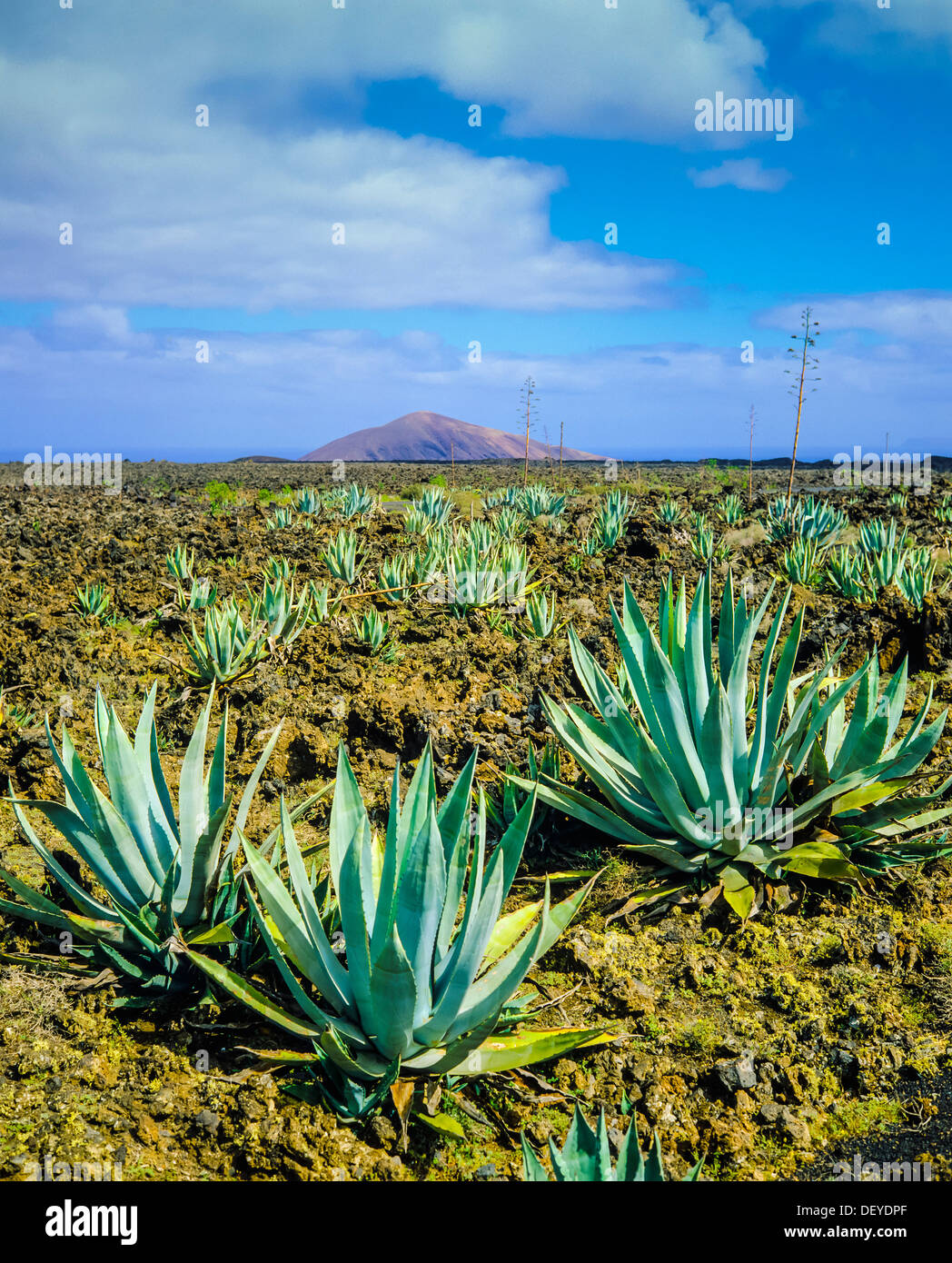 Agave plants in Timanfaya National Park Lanzarote Canary Islands Spain  Stock Photo - Alamy