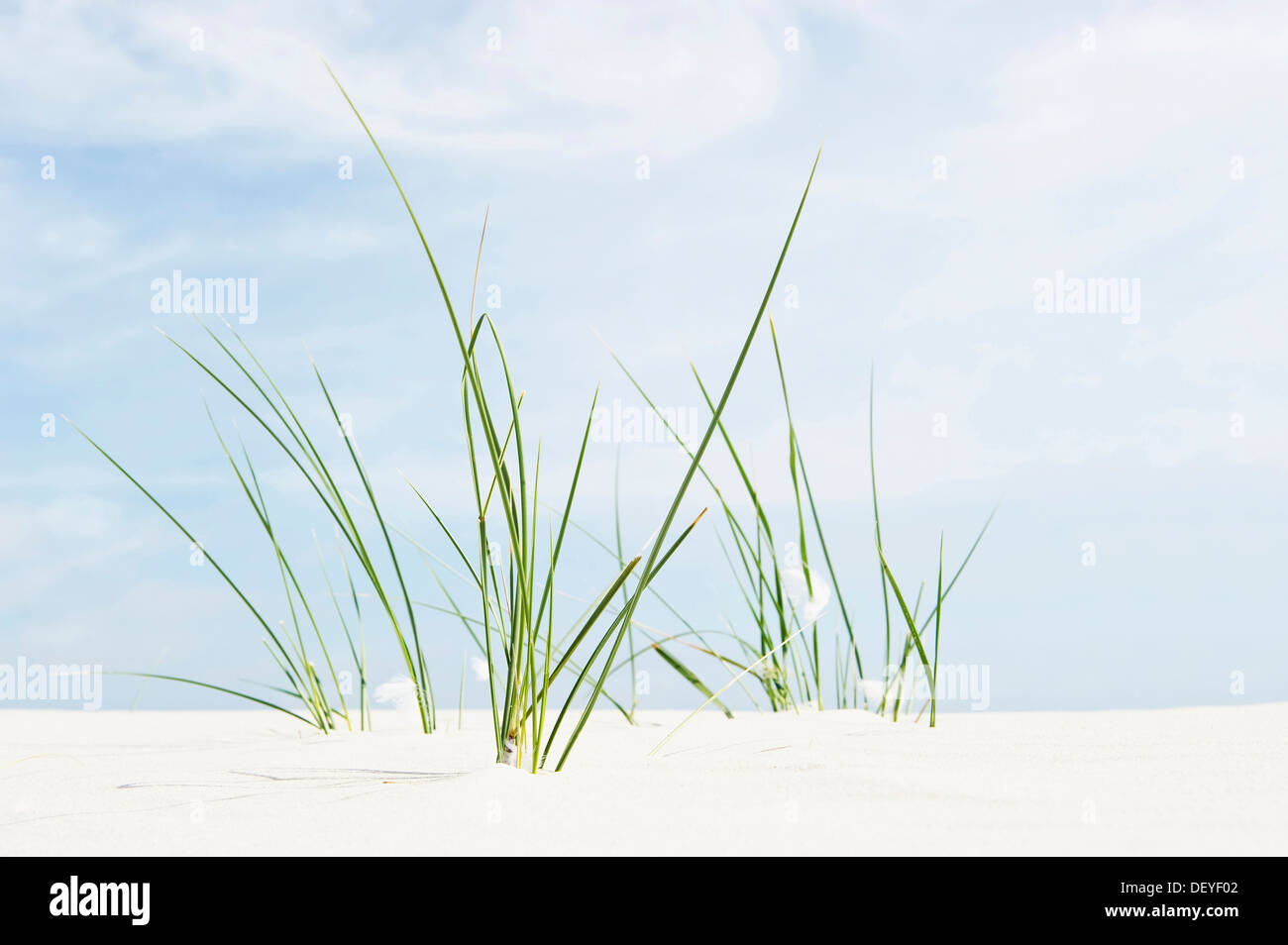 European Marram Grass or European Beachgrass (Ammophila arenaria) on a beach, Amrum, Amrum, North Frisian Islands Stock Photo
