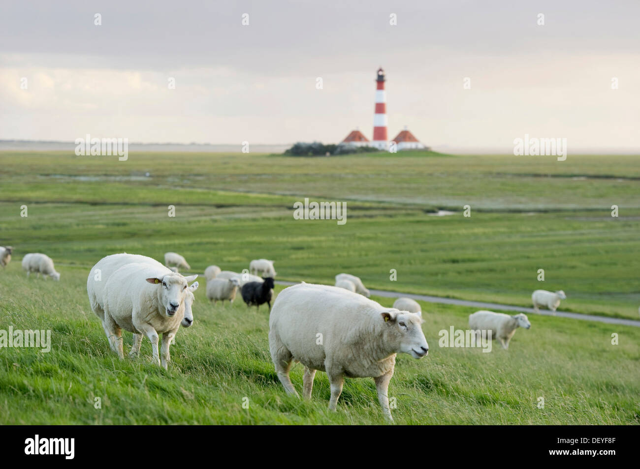 Lighthouse and sheep, Westerheversand, Westerhever, Eiderstedt, North Frisia, Schleswig-Holstein, Germany Stock Photo