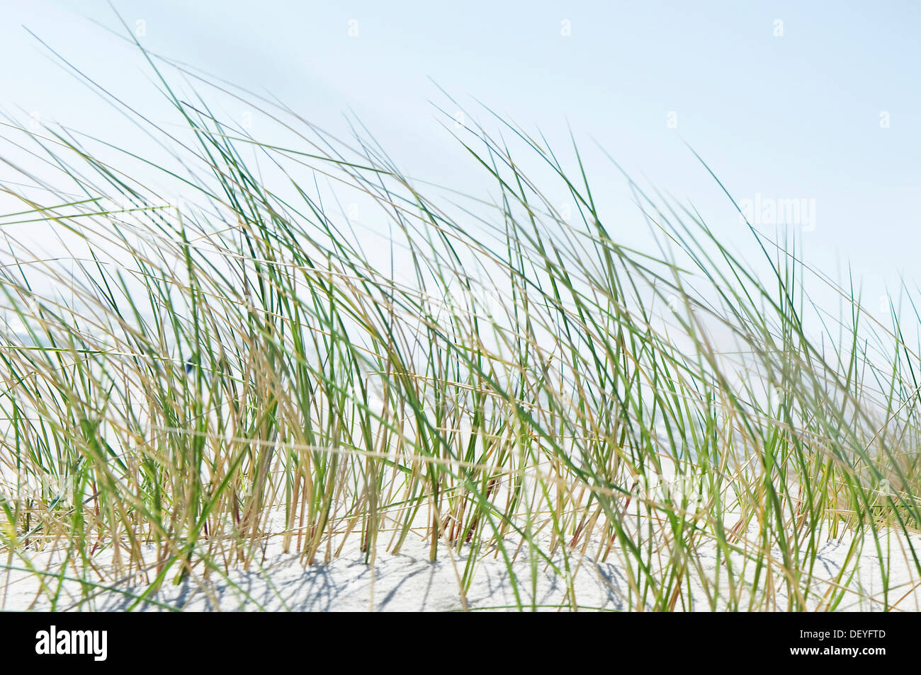 Marram Grass or Beachgrass (Ammophila), Sylt, Schleswig-Holstein, Germany Stock Photo