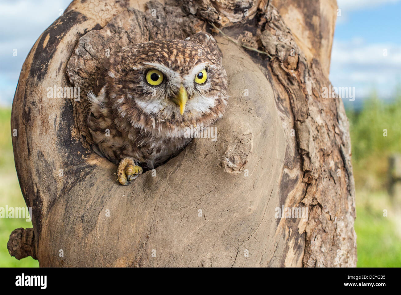 Little owl (Athene noctua) peering out from hollow in a tree stump Stock Photo