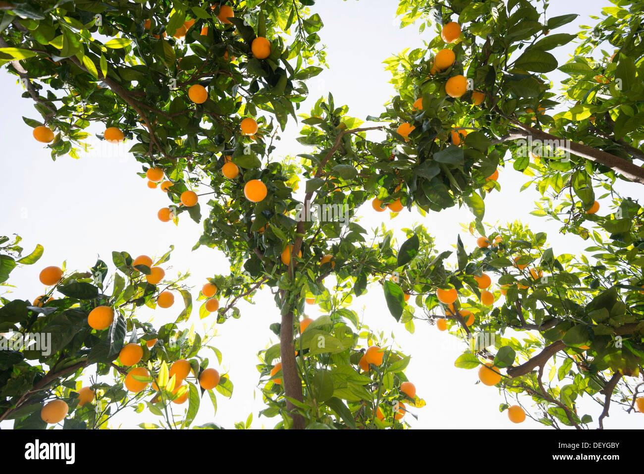 Orange trees with sun, from below, Fornalutx, Soller, Majorca, Balearic Islands, Spain Stock Photo