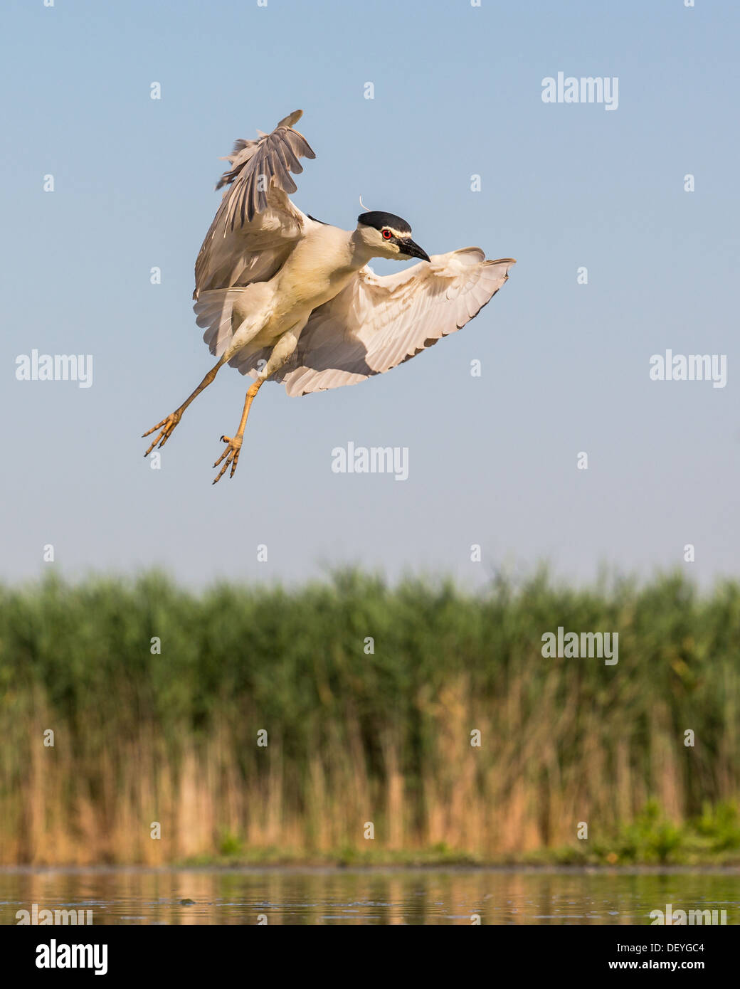 Close-up of a black-crowned night heron (Nycticorax nycticorax) coming in to land in marshland pool, wings outstretch Stock Photo