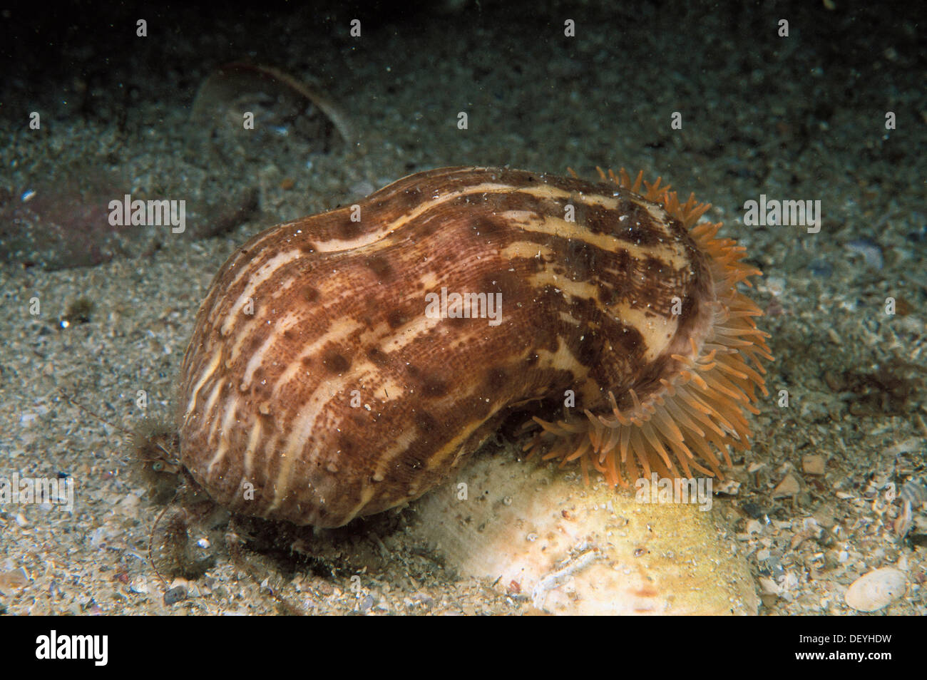 Parasitica hi-res stock photography and images - Alamy