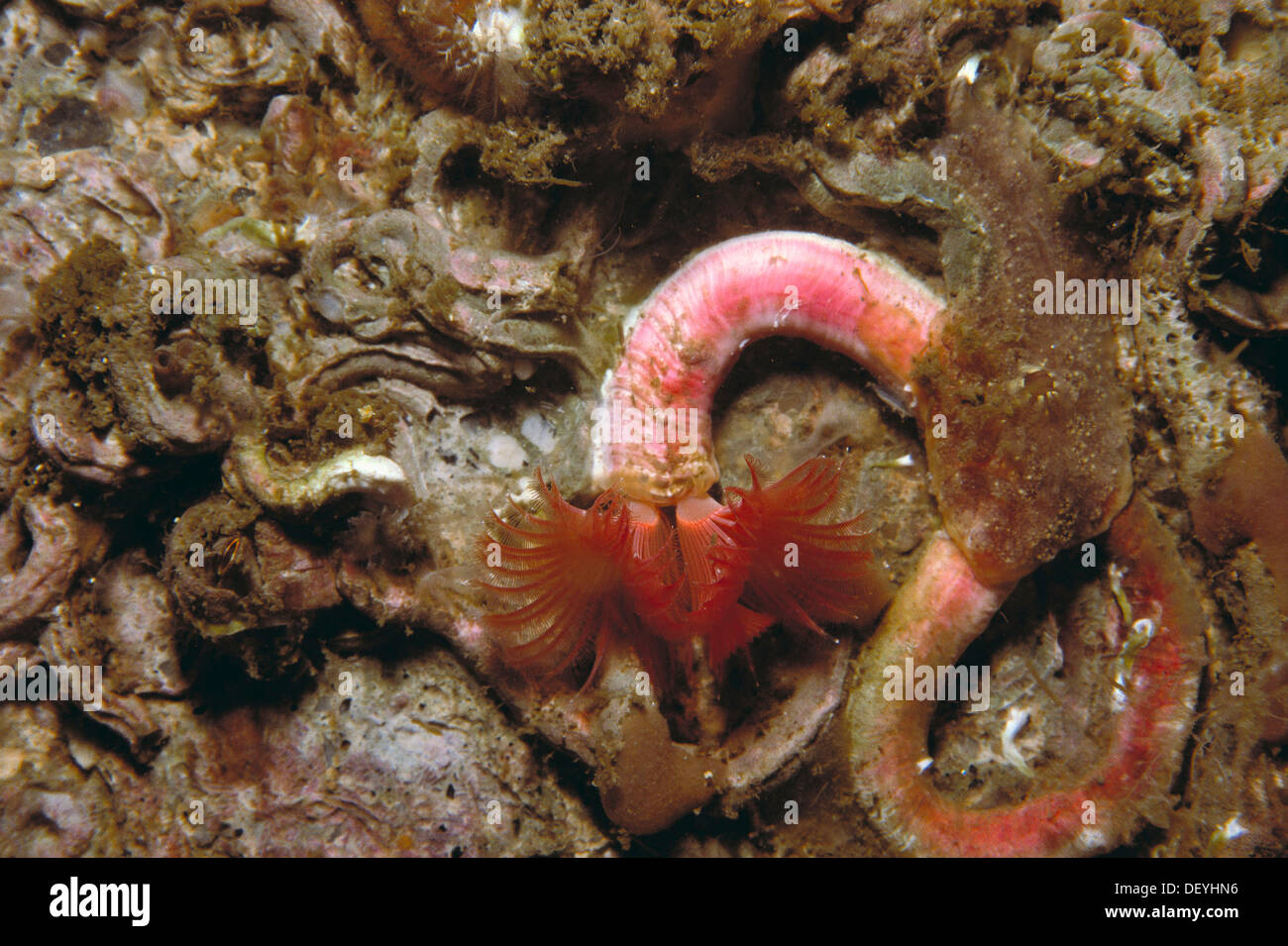 Serpulid worm (Serpula vermicularis). Ria of Vigo, Pontevedra province