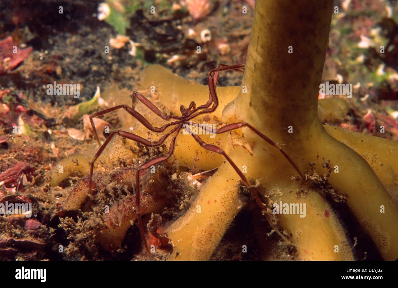 Pycnogonida, Sea Spider (Nymphon gracile), Eastern Atlantic, Galicia, Spain Stock Photo